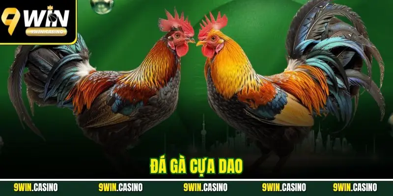 Đá Gà Cựa Dao - Mãn Nhãn Với Các Trận Thư Hùng 2025
