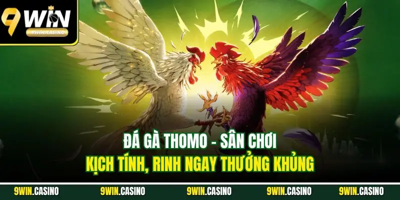 Đá Gà Thomo - Sân Chơi Của Những Chiến Kê Chất Lượng 1 Đá gà Thomo - Sân chơi kịch tính, rinh ngay thưởng khủng