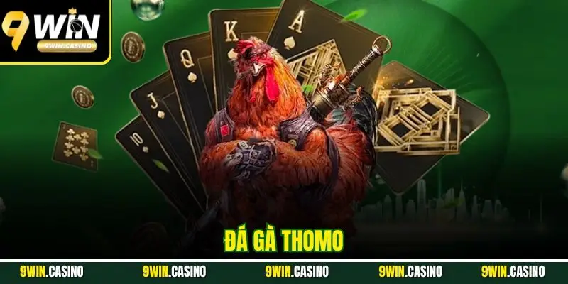 Đá Gà Thomo - Sân Chơi Của Những Chiến Kê Chất Lượng