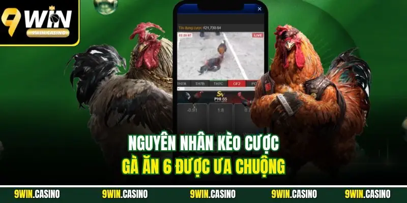 Đá Gà Ăn 6 9WIN - Trải Nghiệm Cá Cược Nhận Thưởng Cực Đã 2 Nguyên nhân kèo cược gà ăn 6 được ưa chuộng
