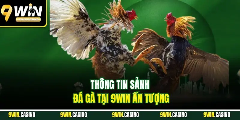 Đá Gà 9win – Trải Nghiệm Trận Đấu Độc Đáo, Kịch Tính 2025 4 Thông tin sảnh đá gà tại 9Win ấn tượng
